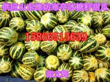 供應(yīng)大棚甜瓜山東濰坊冰糖子甜瓜價(jià)格