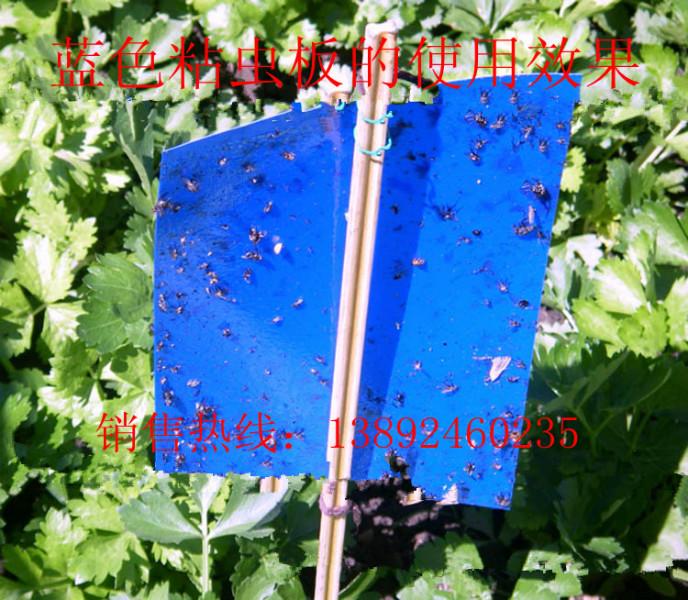 薊馬粘蟲板 藍板 薊馬粘蟲板藍板