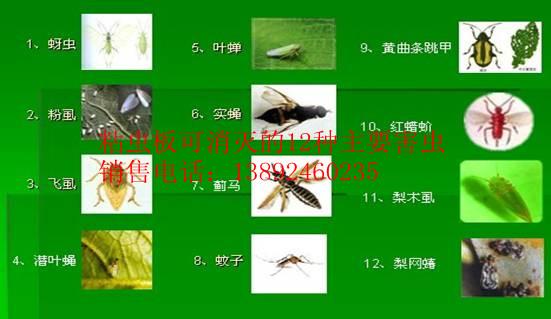 供應(yīng)柑橘實蠅粘蟲板果食蠅誘粘劑