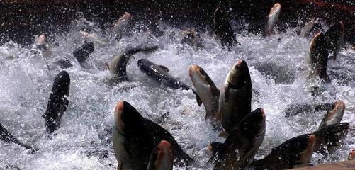 供應(yīng)保定夏花魚(yú)苗報(bào)價(jià)，保定夏花魚(yú)苗價(jià)錢(qián)，保定夏花魚(yú)苗價(jià)格