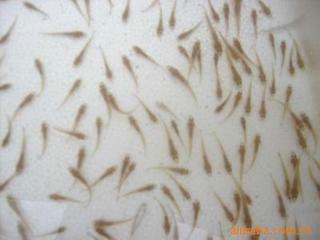 供應河北保定鯽魚苗*批發(fā)，鯉魚苗，草魚苗，白鰱魚，花魚