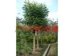 供應(yīng)火焰木小苗，火焰木小苗哪里*，火焰木小苗基地。