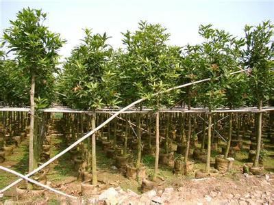 供應揭陽水石榕報價，水石榕價錢，水石榕多少錢。