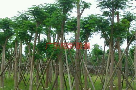 供應(yīng)鳳凰木價(jià)格