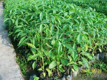 供應(yīng)哪里有糖膠樹小苗賣，糖膠樹小苗一顆多少錢