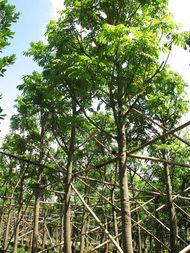 供应人面树苗木/广东开平银莲果苗木基地/阳江人面子哪里有买