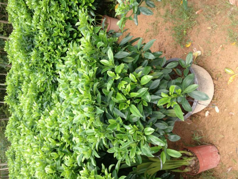供應(yīng)非洲茉莉，非洲茉莉基地13592927945