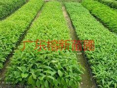 供應(yīng)秋楓苗批發(fā)