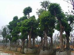 供應(yīng)人面子*價(jià)格、人面子移栽樹、人面子各種規(guī)格。