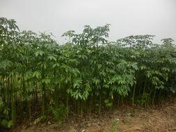 供應(yīng)5公分美麗異木棉小苗，美麗異木棉小苗報價