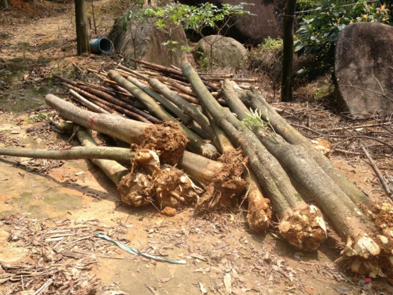 供應(yīng)光棍盆架子垃圾貨本場(chǎng)有一批盆架子10至25公分垃圾貨便宜賣掉