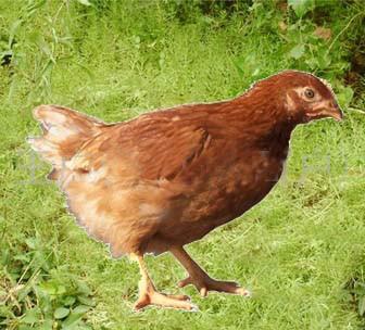 供應(yīng)湖北青年雞湖北青年雞供應(yīng)