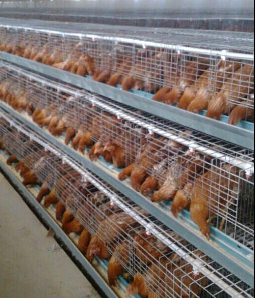 供應(yīng)湖北青年雞湖北青年雞供應(yīng)