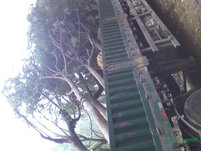 供應(yīng)國槐樹國槐樹，國槐樹批發(fā)，山東國槐樹批發(fā)