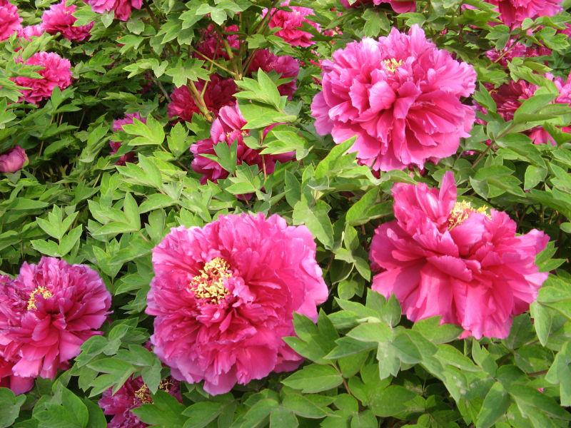 供應(yīng)博志苗木長年供應(yīng)牡丹花小苗