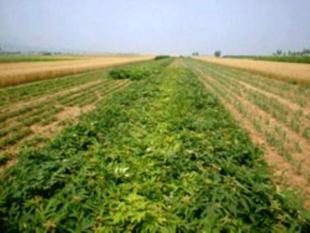 供應(yīng)博志苗木長年供應(yīng)牡丹花小苗