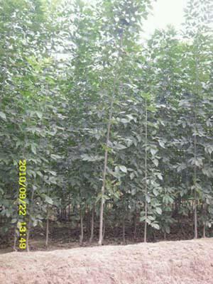 供應(yīng)處理旱柳6-10公分質(zhì)優(yōu)價廉