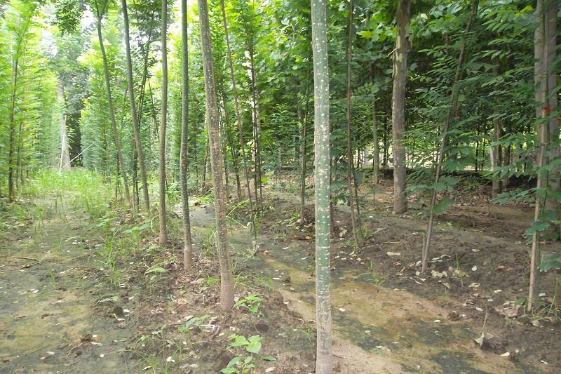 供應(yīng)處理旱柳6-10公分質(zhì)優(yōu)價廉