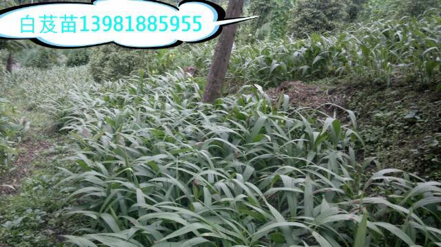 供應(yīng)成都白及種苗新苗批發(fā)︳成都白及種苗新苗供貨商報(bào)價(jià)