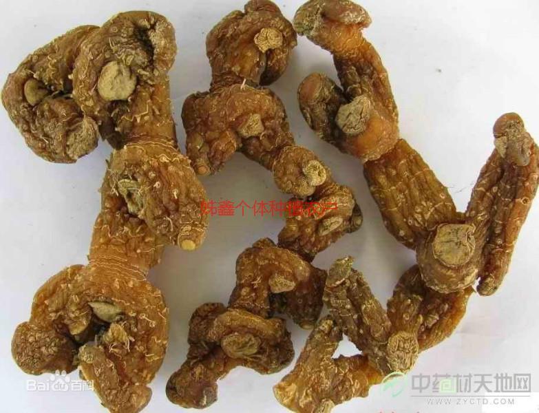 供應(yīng)四川黃精種苗_四川黃精種苗供貨商_四川黃精種苗種植戶