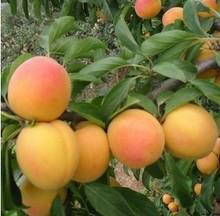 供應(yīng)晉南杏樹(shù)苗批發(fā)供應(yīng)