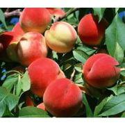 供應(yīng)山西紅不軟桃批發(fā)