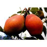 供應(yīng)山西*的梨樹苗種殖基地