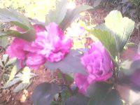 供應(yīng)晉南木槿苗