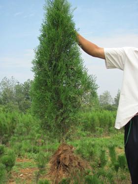 供應(yīng)晉南側(cè)柏基地側(cè)柏苗