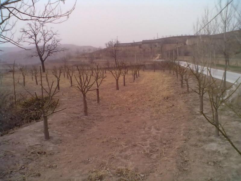 供應(yīng)農(nóng)科院中楊基地國槐苗