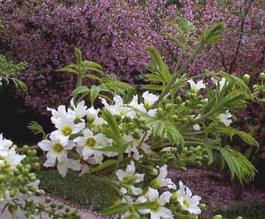 供應(yīng)山西絳縣基地文冠果苗