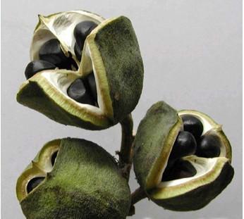 供應(yīng)農(nóng)科院中楊基地文冠果苗