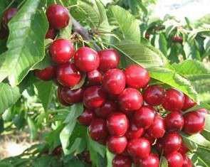 供應(yīng)晉南鈣果苗