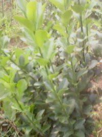 山西絳縣基地冬青苗圖片