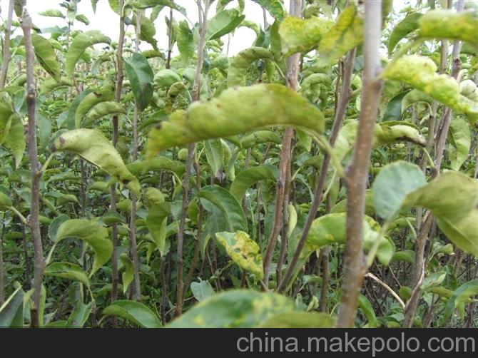 供應(yīng)鄭州農(nóng)科所中楊基地棗樹苗