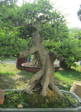廣州租花綠植養(yǎng)護，綠植銷售，室內盆栽，綠蘿，發(fā)財樹直銷經(jīng)銷