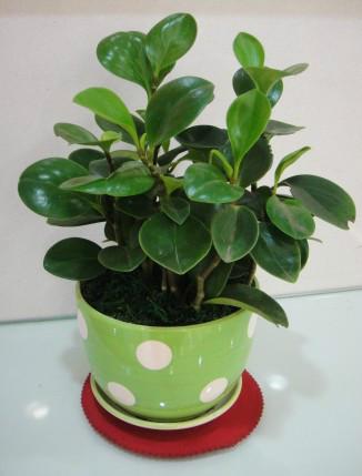 辦公室綠植租售買(mǎi)賣(mài)服務(wù)，廣州綠化園藝租花公司