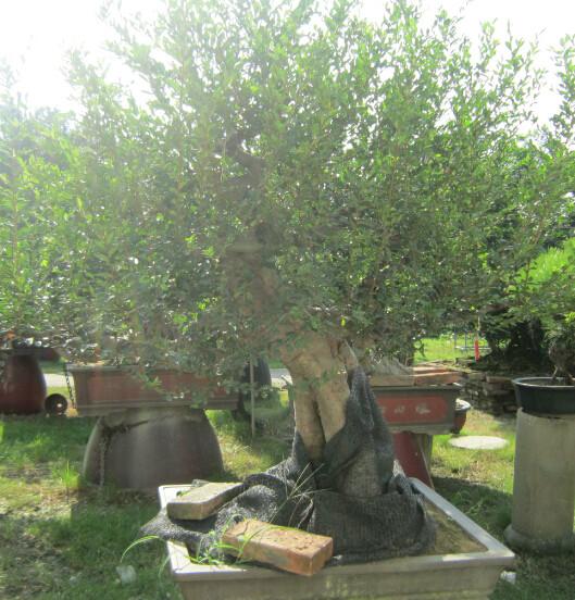 廣州租花綠植養(yǎng)護，綠植銷售，室內盆栽，綠蘿，發(fā)財樹直銷經(jīng)銷