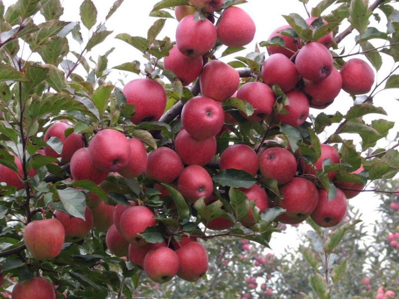 供應(yīng)紅富士蘋果苗