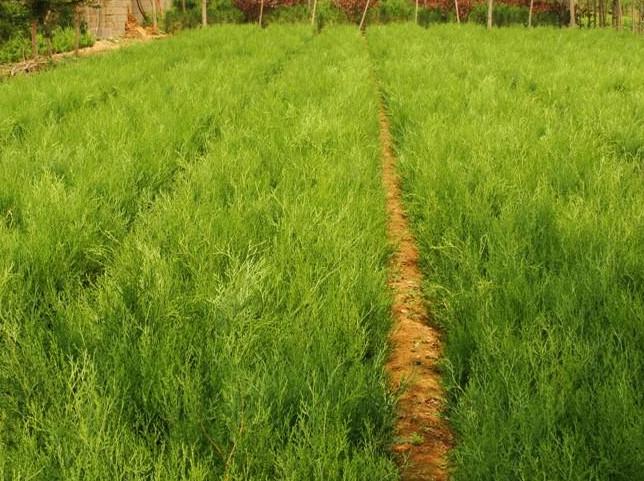 供應(yīng)山西側(cè)柏苗價(jià)格