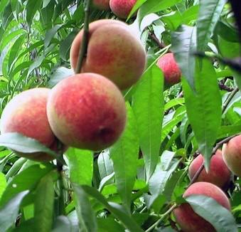 血桃樹(shù)苗圖片