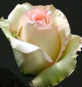 供應(yīng)*玫瑰鮮花進(jìn)口報關(guān)公司