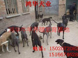 灵缇犬价格灵缇犬出售图片