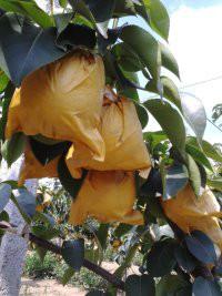 供應(yīng)煙臺黃金梨批發(fā)