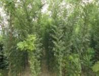 速生國(guó)槐小苗，山東速生國(guó)槐小苗價(jià)格，國(guó)槐小苗種植基地