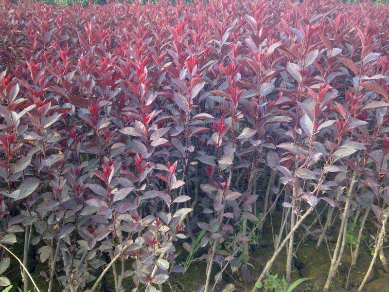 供應(yīng)優(yōu)質(zhì)紫葉矮櫻苗木 陜西紫葉矮櫻苗木大量*銷售 規(guī)格全成活率高