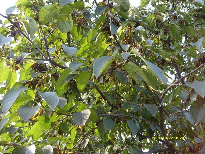 供應綠原酸25杜仲提取物/西安青萍公司生產/歡迎咨詢