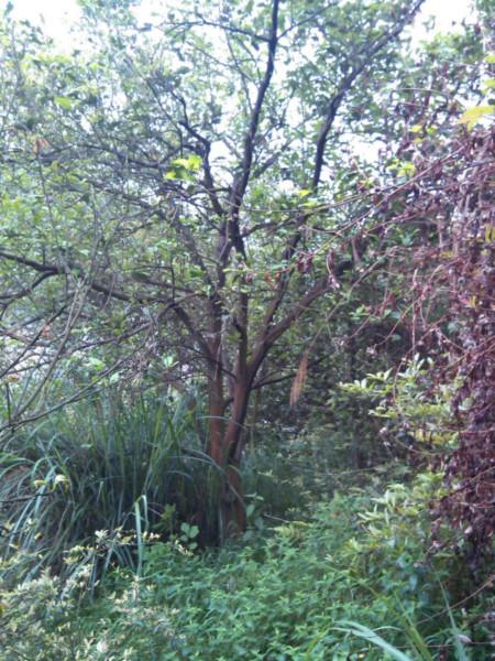 柚子树种植基地供应湖南柚子树种植基地，柚子树最大种植基地，柚子树种植基地选常青园林