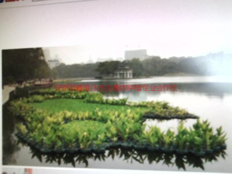 供應(yīng)新鄉(xiāng)浮島種植，荷花苗銷售，睡蓮苗銷售，浮島制作方法與技術(shù)管理