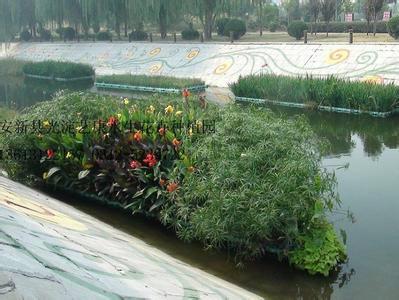 通化人工浮島制作廠家/荷花苗價格/睡蓮苗/蘆葦苗/污水浮島制作/水生植物種苗廠家